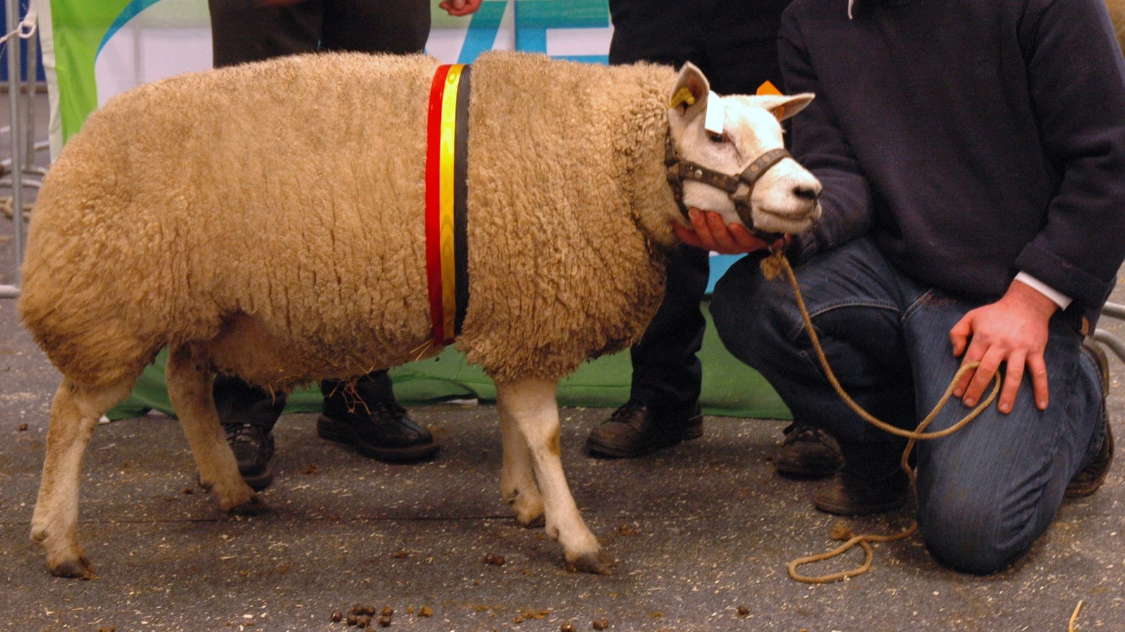 A Texel sheep at a show; not a British outbreak farm and not diseased animals