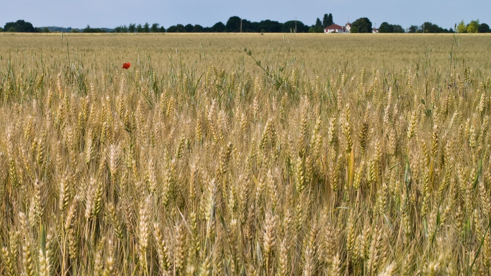 A wheat field in Seine-et-Marne, Île-de-France, France.