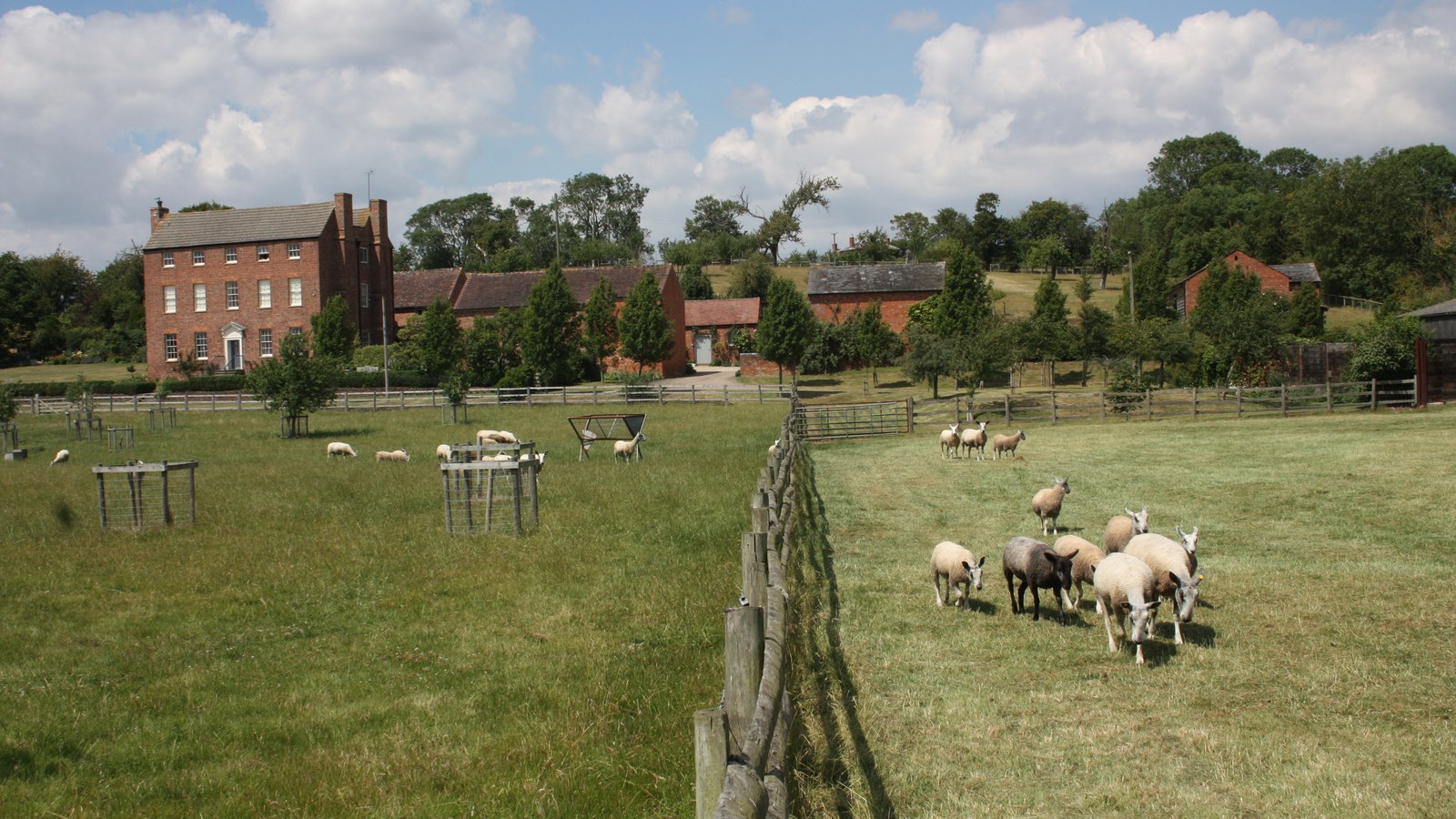 Oi pe pășune lângă New Hall Farm, Forty Green, Gloucestershire, fotografiate în iulie 2011