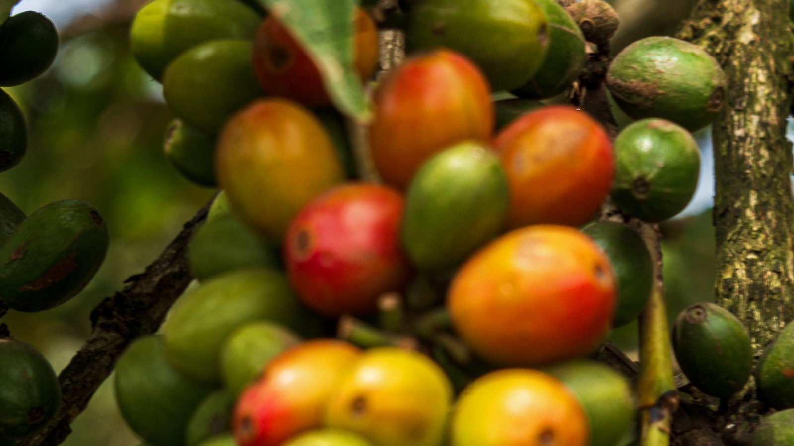 The UN proclaimed 1 October International Coffee Day.
