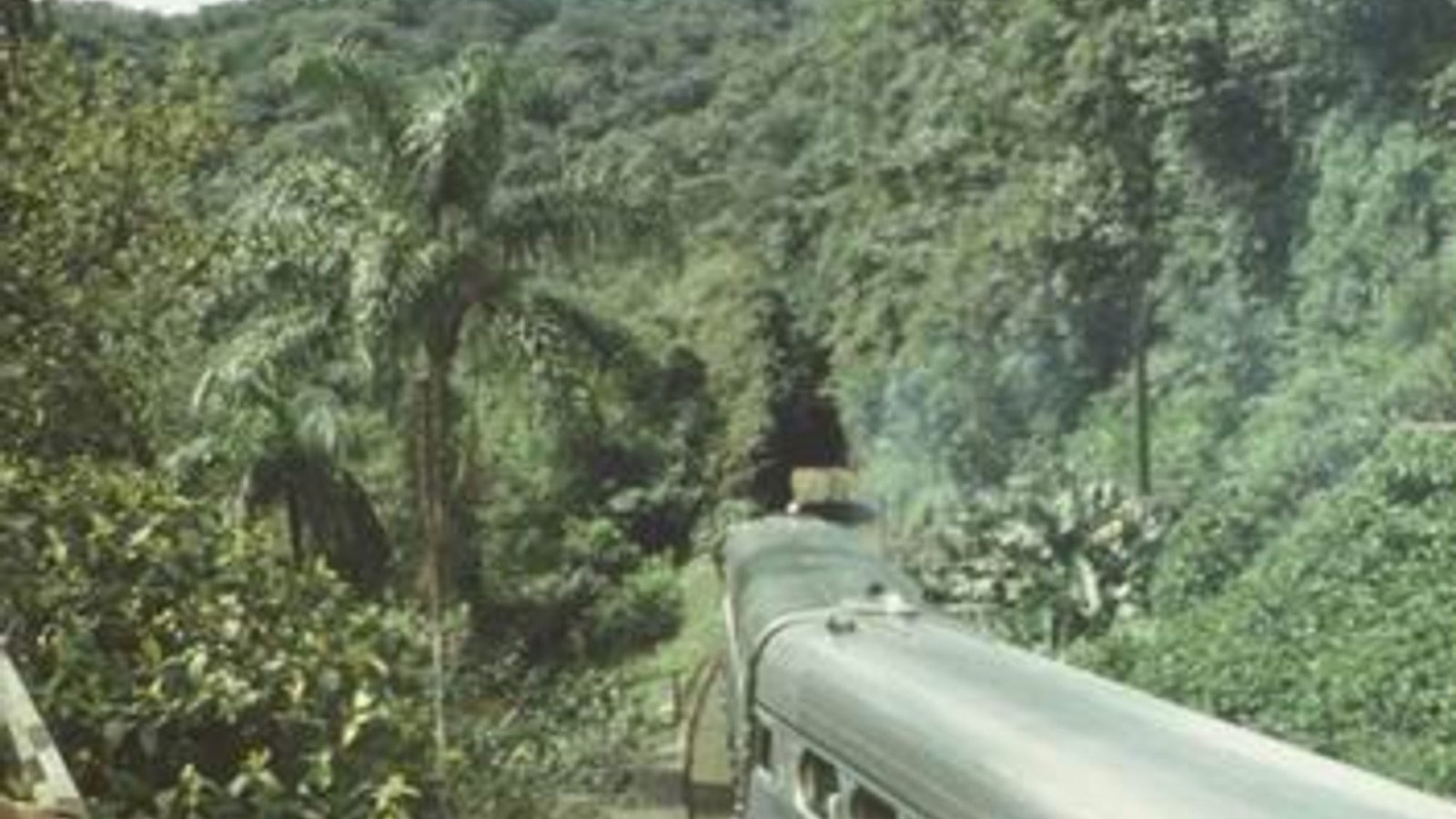 Tren printre vegetație tropicală deasă; pădure, nu o concesiune de peleți din Indonezia