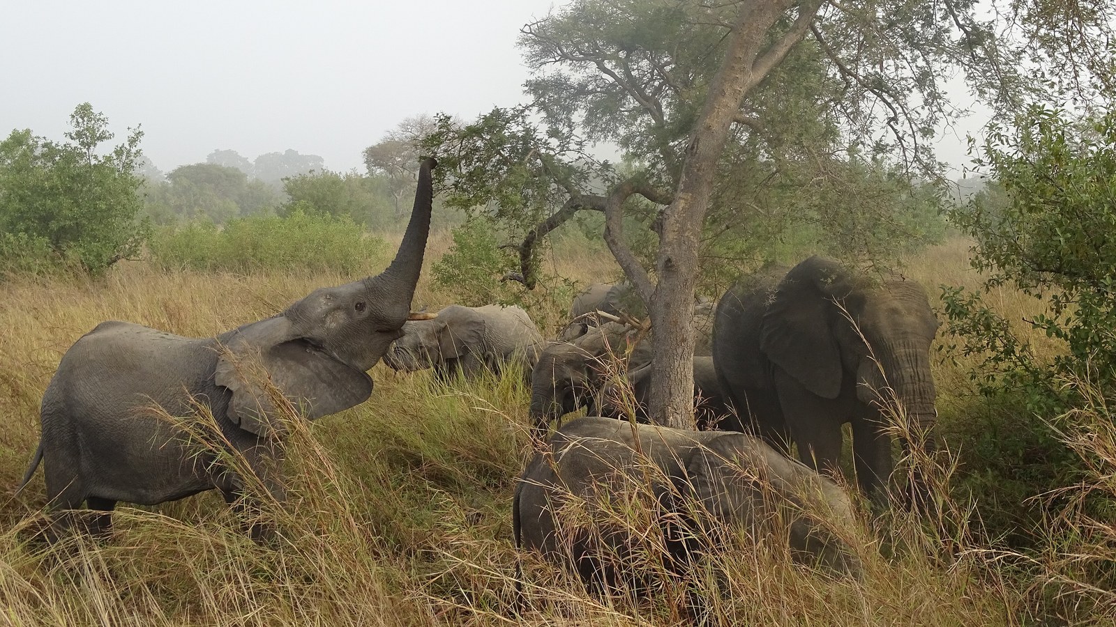 Elefanți africani în Parcul Național Pendjari, Benin