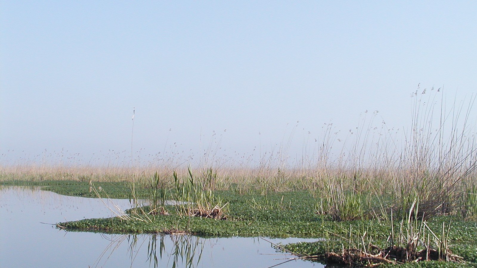 Laguna Anzali pe țărmul caspic al Iranului