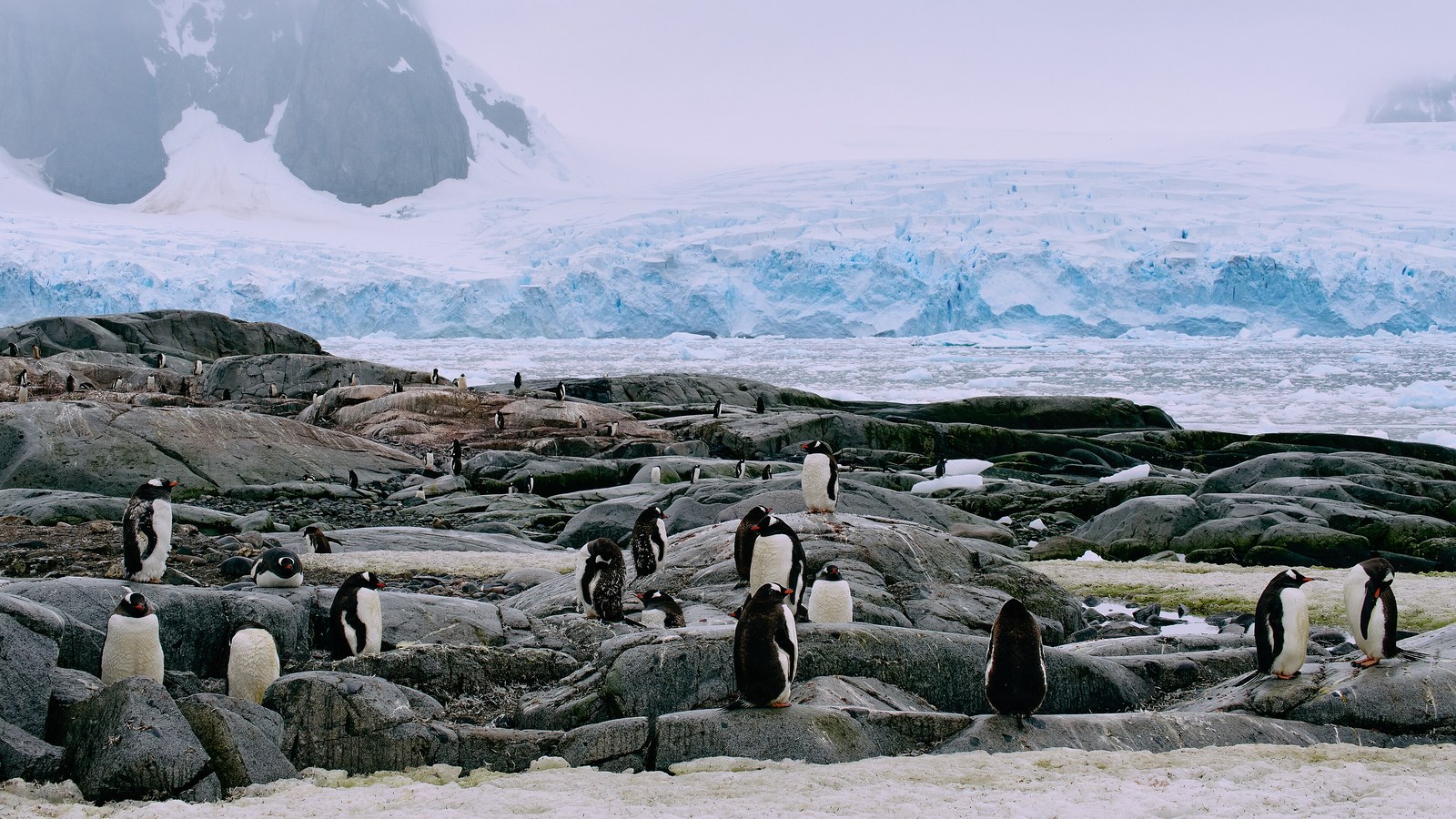 Antarctica