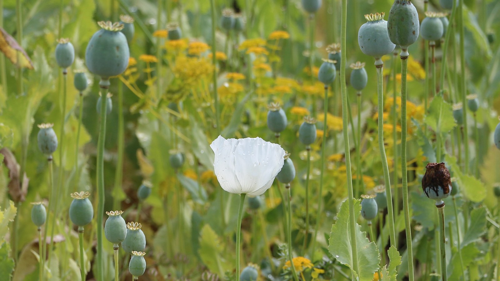 Poppy field / UN Headquarters