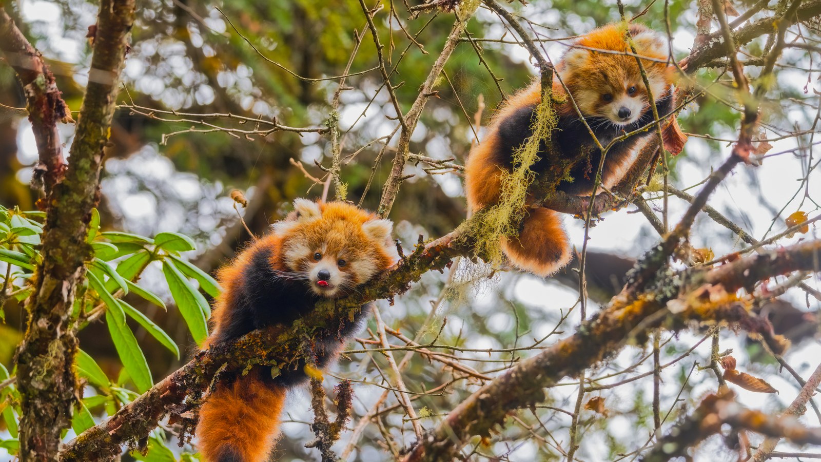 Pui de panda roșu în copac, Parcul Național Langtang, Nepal