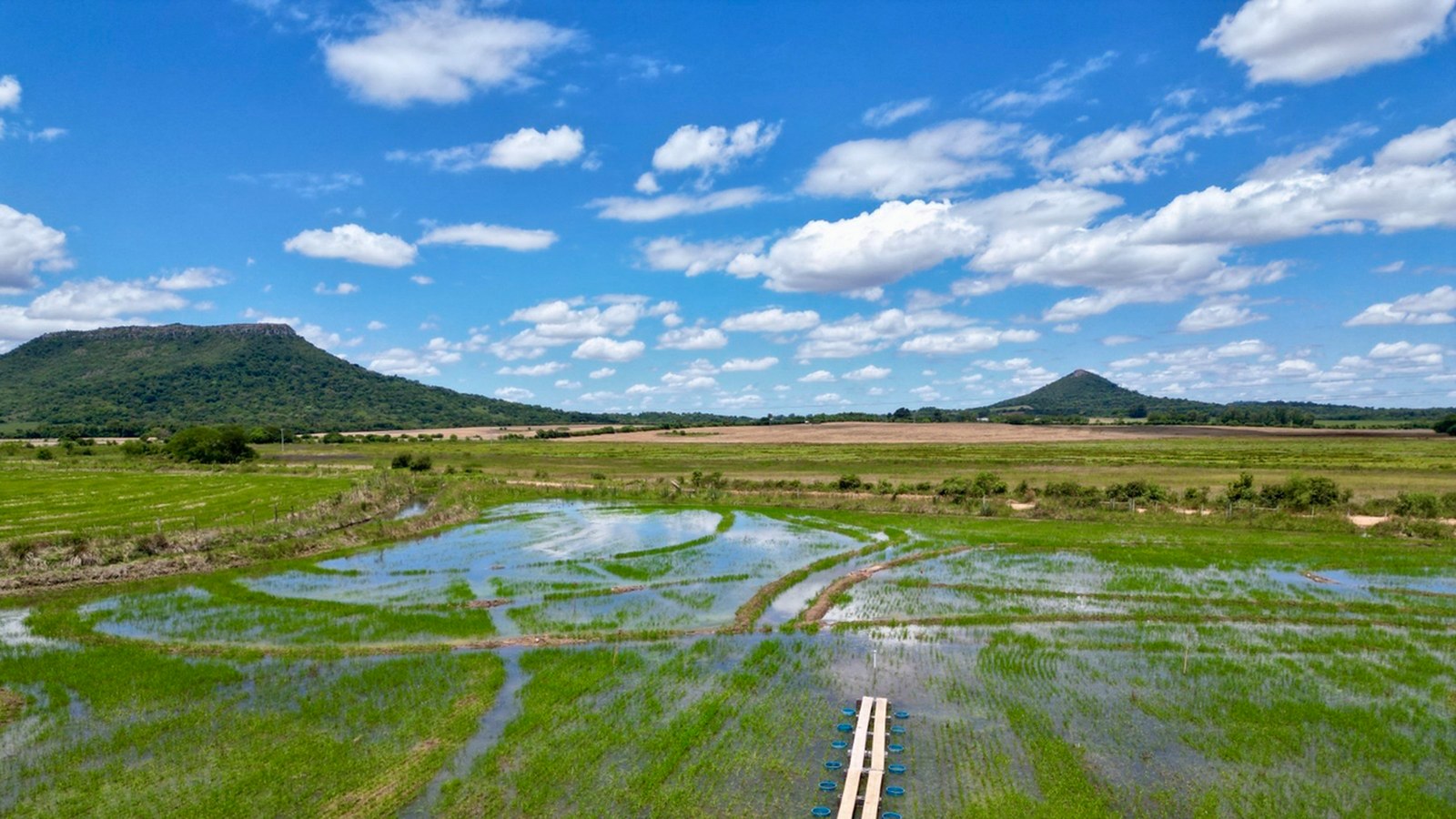 Câmpuri de orez inundate, fotografie din materialul Google/Terradot