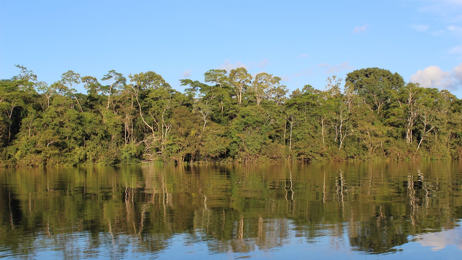 Pădure tropicală la malul apei, Amazon, habitat al comunităților care apără terenul