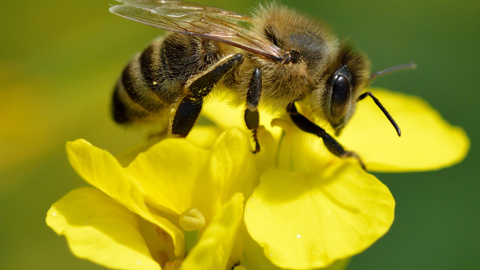 A honeybee (Apis mellifera) on oilseed rape; not an identified commercial hive