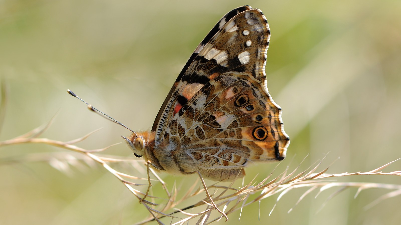 Fluture Painted Lady (Vanessa cardui) pe o floare, specie migratoare menționată în Big Butterfly Count 2026