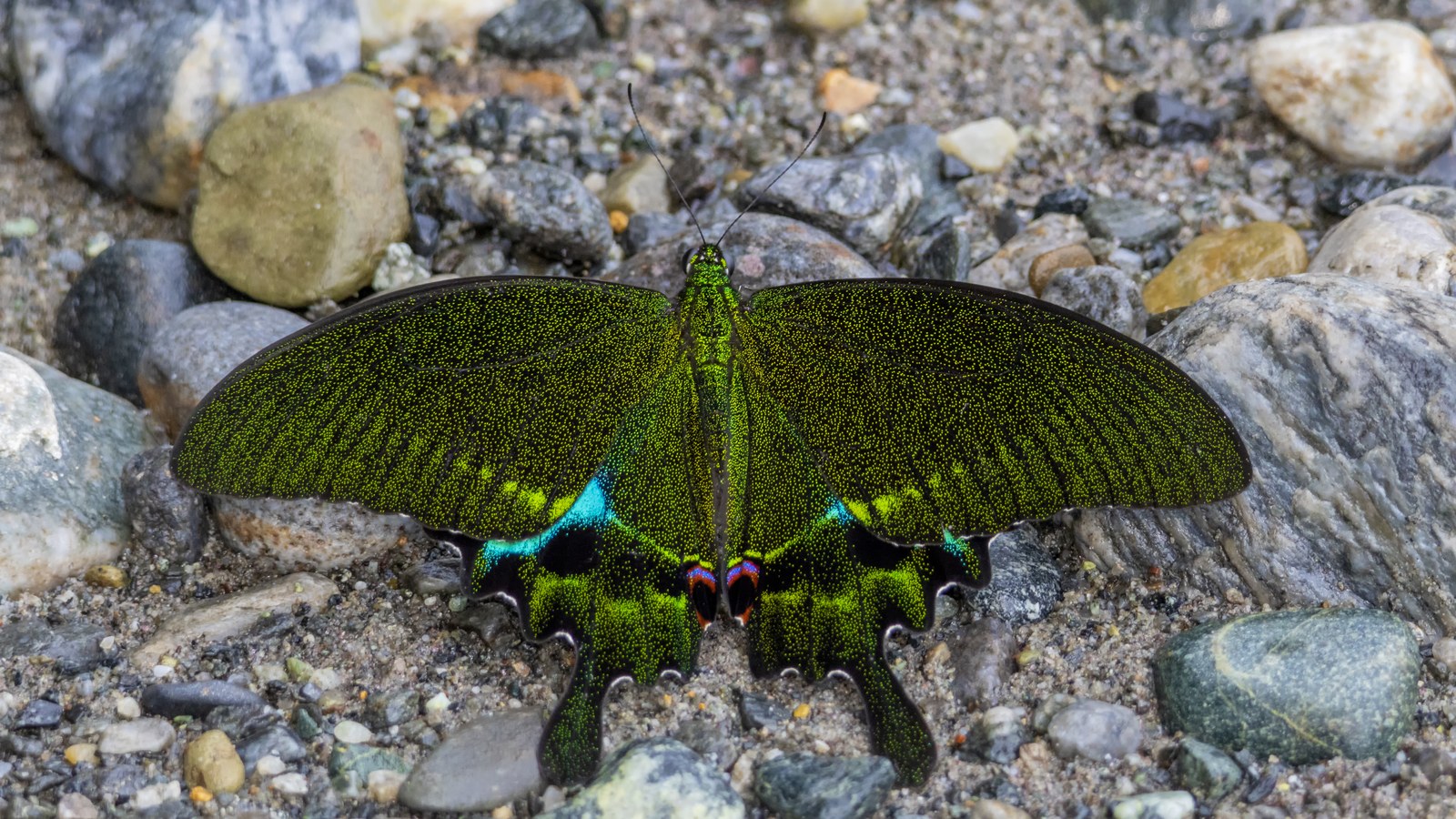 Fluture Paris Peacock (Papilio paris), specie himalayană prezentă și în Nepal, nu o fotografie din numărătoarea din 2026