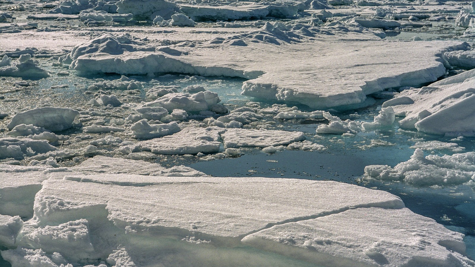 Plăci de gheață marină lângă Svalbard, ilustrând floe-urile din Arctica discutate în studiu