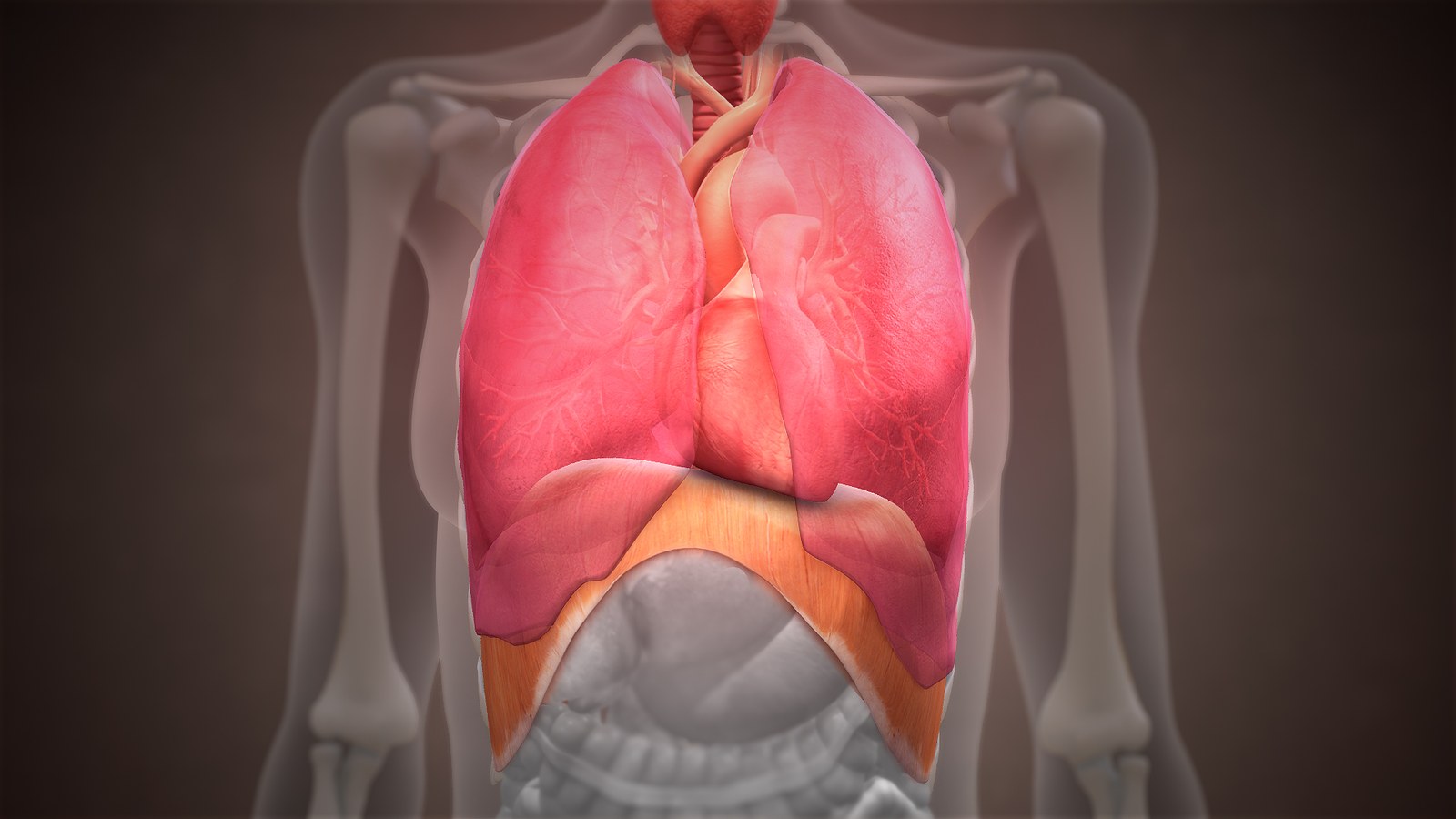 Ilustrație anatomică a plămânilor și a diafragmei, fără text