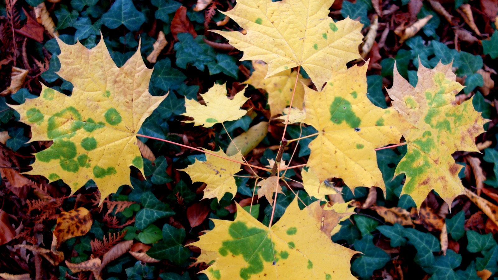 Yellow maple leaves with remaining green chlorophyll patches, on ivy